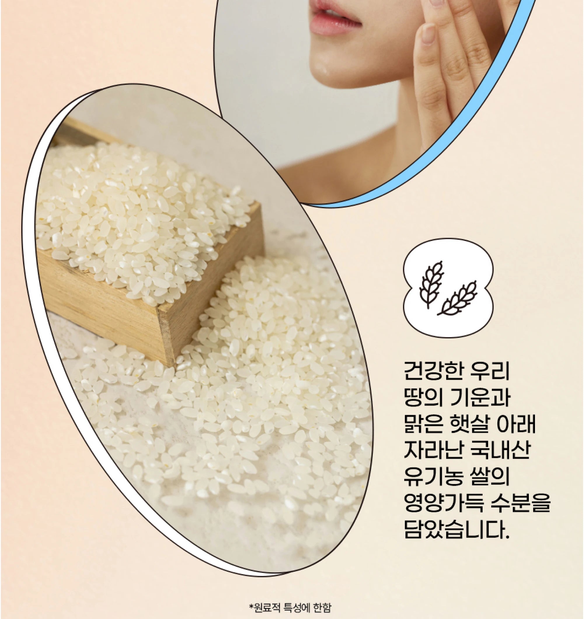 Korean Rice Probiotic Sunscreen SPF50+